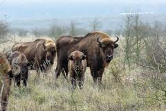 Druhá várka zubrů je v Česku