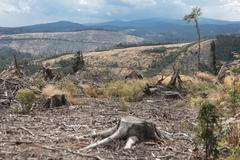 Kůrovec, kalamita, Jeseníky - Město Albrechtice