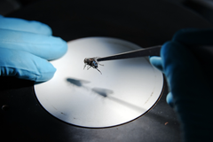 Hmyz zničí tělo i do dvou týdnů, odhalím týrání i drogy, říká forenzní entomoložka