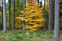 Les, ilustrační foto