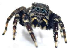 Pavouk jotus karllagerfeldi