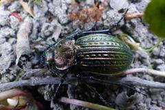 Příroda za elektrárnou Dětmarovice