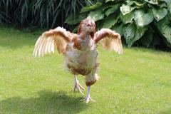 Tajný život nosnic. Podívejte se, jak se žije slepicím, které opustí velkochov