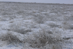 Peter Cusack: Ice Bells