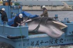 První plejtváci v sítích, Japonsko znovu loví velryby