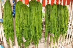 Řasy, ilustrační foto