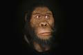 Australopithecus