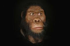 Australopithecus