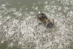 Kentucky se potýká s invazí asijského kapra. Na přehradě Barkley je omračovali proudem