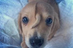 Psí jednorožec. Zachráněnému štěněti vyrůstá ocásek z čela