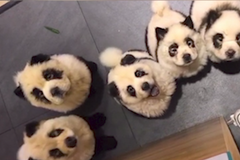 Přebarvil psy, aby vypadali jako pandy. Výstředností láká hosty do své kavárny