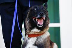 Belgický ovčák Conan, který pomohl dopadnout vůdce Islámského státu Bagdádího, v Bílém domě