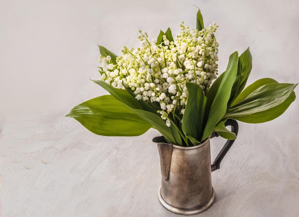 Silně aromatické květiny