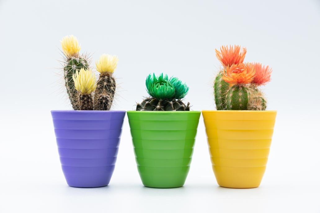 Three,Small,Cactus,Plants,With,Colorful,Flower,In,Colorful,Pot