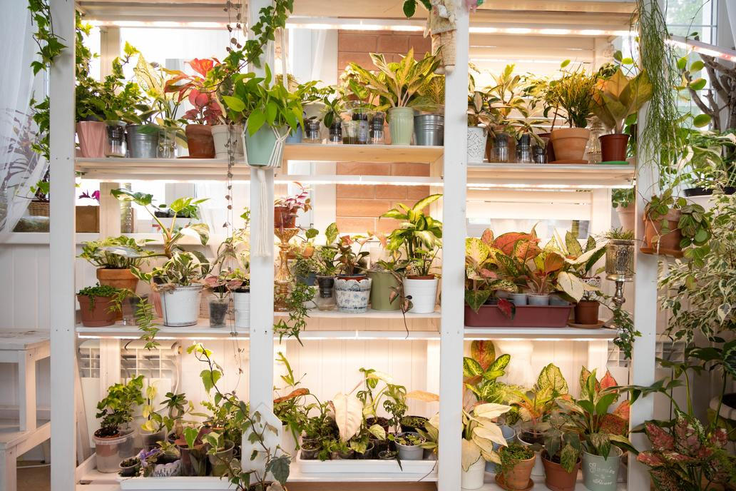 Příliš mnoho rostlin