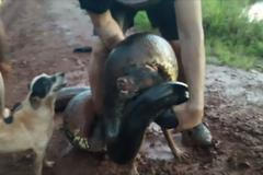 Drtivé sevření obří anakondy. Psa musel zachránit až páníček, trvalo to 20 minut