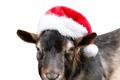 Koza ve vánočním