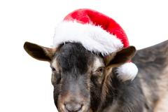 Koza ve vánočním