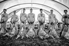 Britští studenti zvěrolékařství se svlékli pro účely charitativního kalendáře. Intimní partie si schovali ovcemi obrácenými břichem nahoru.