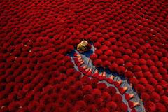 Sony World Photography Awards 2020 - ukázka přihlášených prací