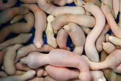 Urechis unicinctus, penisový červ