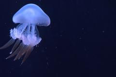 V Arkádách Pankrác otevírají Svět medúz