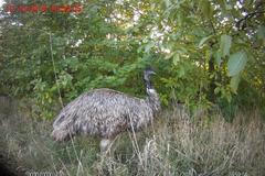 Hbitý emu prchal týden, pak ho odchytli brněnští strážníci