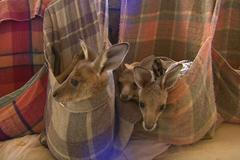 Austrálii ničí požáry. Lidé se před nimi snaží zachraňovat i mláďata klokanů