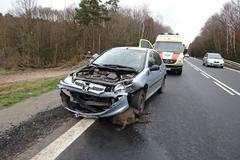 Srážka se zvěří