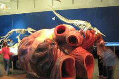 Srdce plejtváka obrovského udeří jen dvakrát za minutu