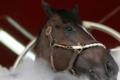 Dubai stables gives prize racehorses cryotherapy