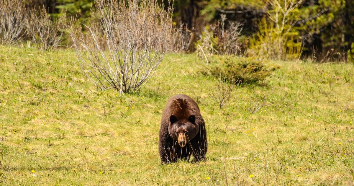 Příliš mnoho šelem. Slovensko s Rumunskem zahájily tažení proti ochraně medvědů