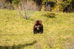 Medvěd hnědý - ilustračka