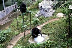 Osmnáctiletý šimpanz Jü-chuej si vypral tričko, napodoboval ošetřovatelku