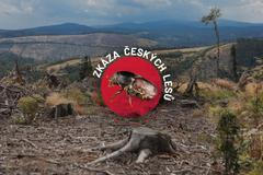 grafika - zkáza českých lesů