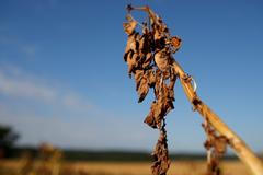 horko vedro sucho léto počasí