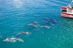 Delfíni v Bay of Islands, Nový Zéland