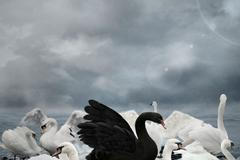 Ilustrační snímek / Černá labuť / Shutterstock