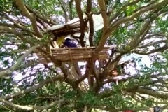 Indové museli do karantény na stromy. Vesnice se bojí, že by nakazili ostatní koronavirem