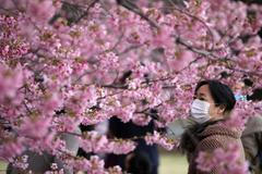 Fotogalerie / Rozkvetlé sakury v Asii/ Magazín / Reuters