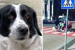 Z psího bezdomovce udělala hvězdu láska k dětem. Zastavuje auta a převádí je přes přechod