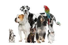 Domácí mazlíčci, zvířata