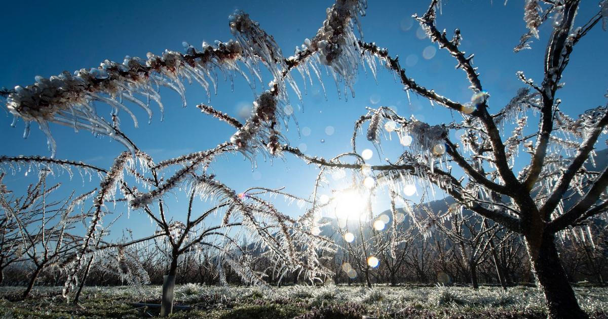Mrazy v noci na čtvrtek nám způsobily škody za stovky milionů korun, tvrdí ovocnáři