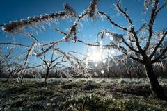 Fotogalerie / Vinice / Sady / Mrazy / ČTK / Update 31.3. 2020