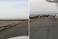 Stádo jelenů sika běželo přes silnici na Plzeňsku