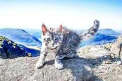 Dobrodružný kocour miluje vodítko, výlety do přírody a své psí kamarády