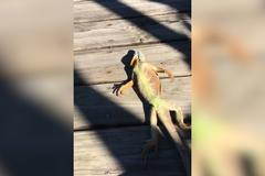 Na Floridě bylo tak chladno, že leguánové ztuhli a spadli ze stromů