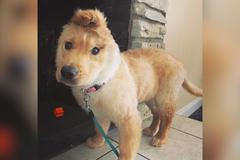 Fenka retrívra má jen jedno ucho uprostřed čela. Psího jednorožce na internetu milují