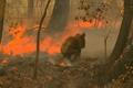 Popáleného medvídka koalu z plamenů osvobodila náhodná kolemjdoucí