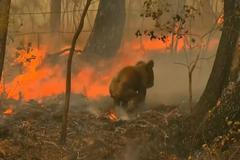 Popáleného medvídka koalu z plamenů osvobodila náhodná kolemjdoucí